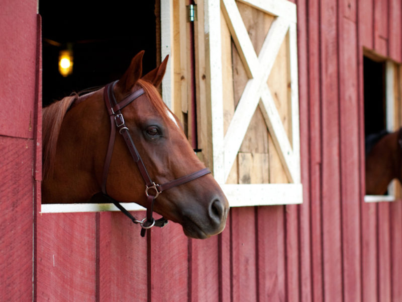 Equines and Summer Memories