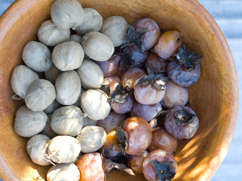 Predicting Winter with Persimmons