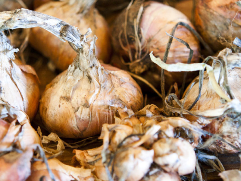 Potato Onions