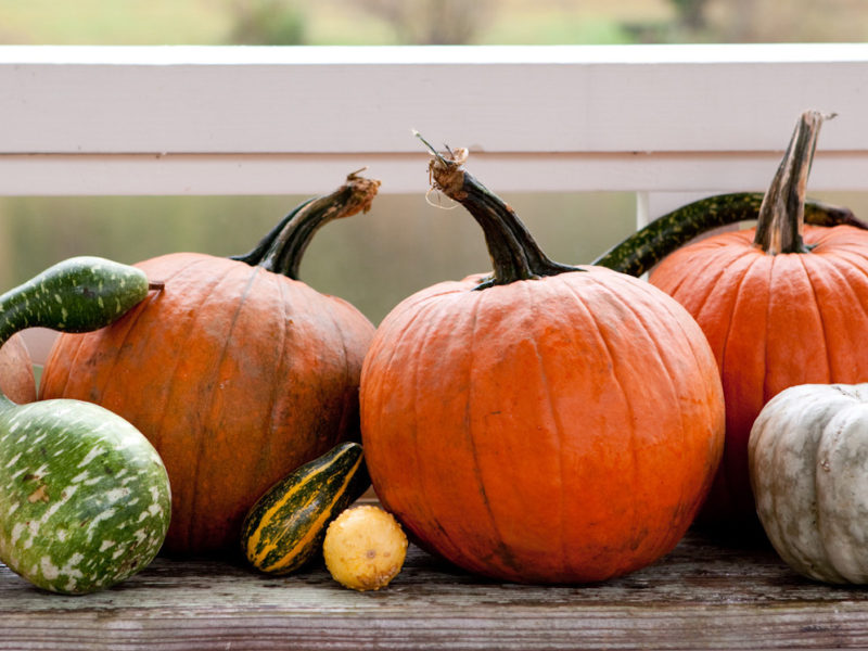 Best Pumpkins for Carving