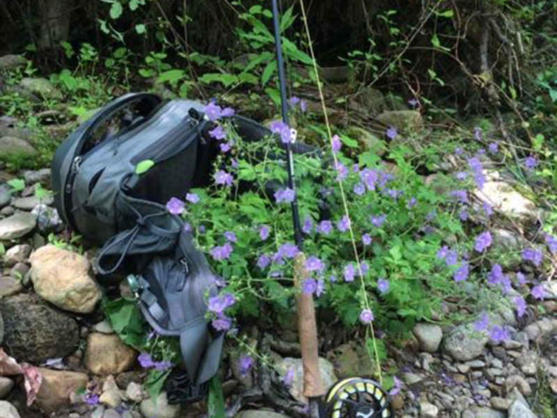 Blooming Beauty and Bugs