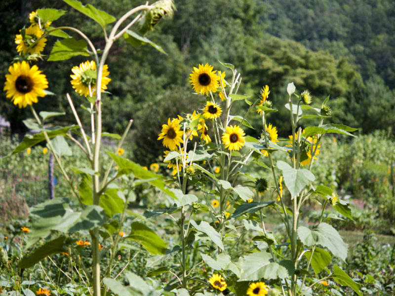 Here Comes the Sun