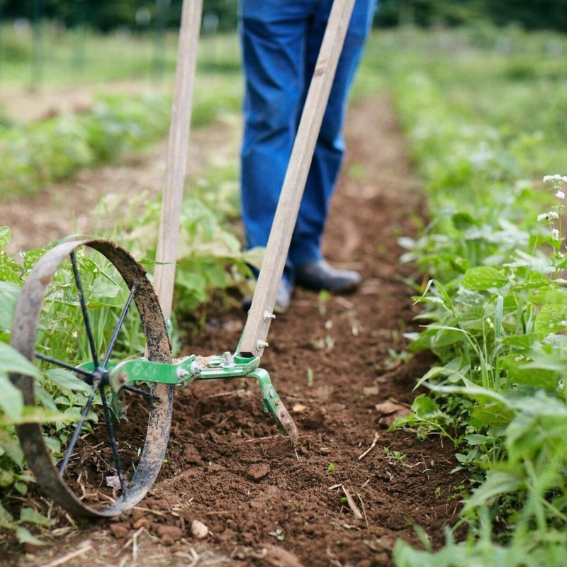 Sowing the Seeds of Fall