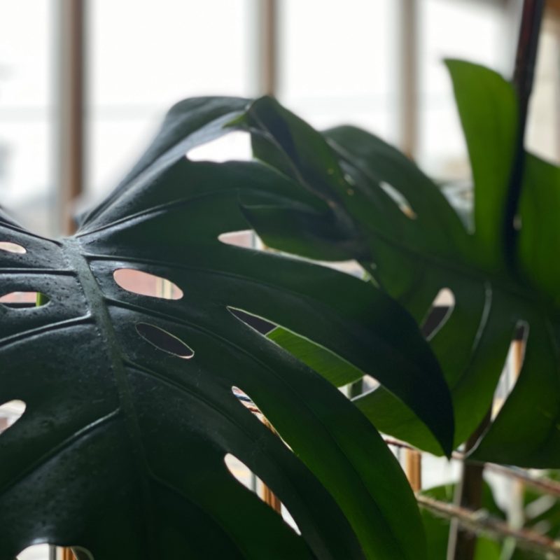 The Benefits of Bringing the Outdoors In