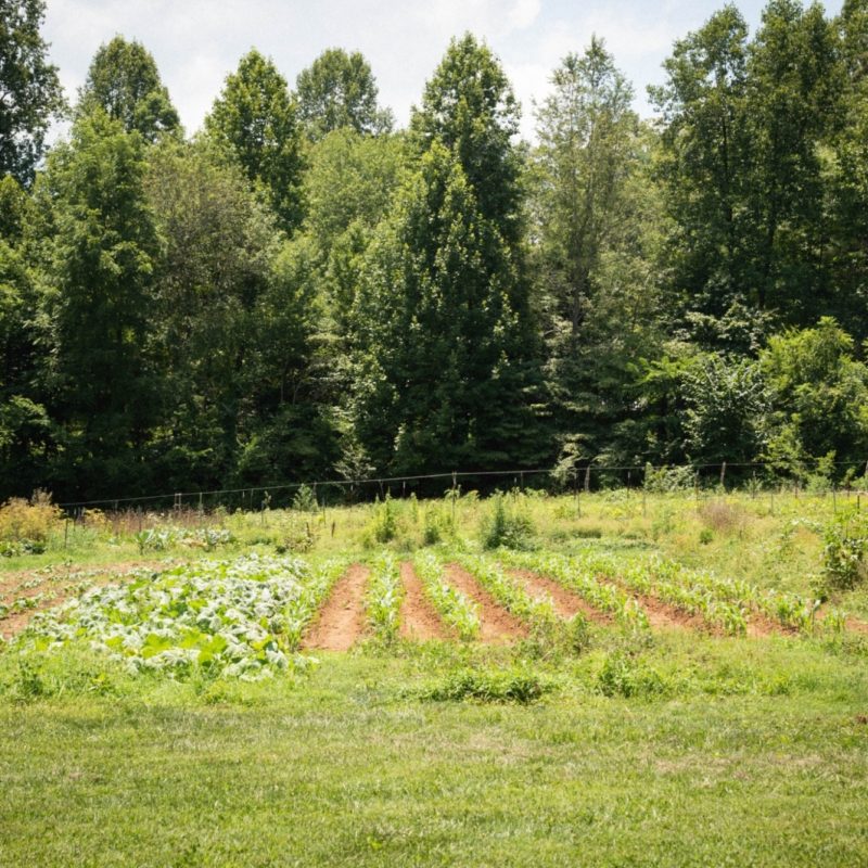 A Glimpse at the Garden