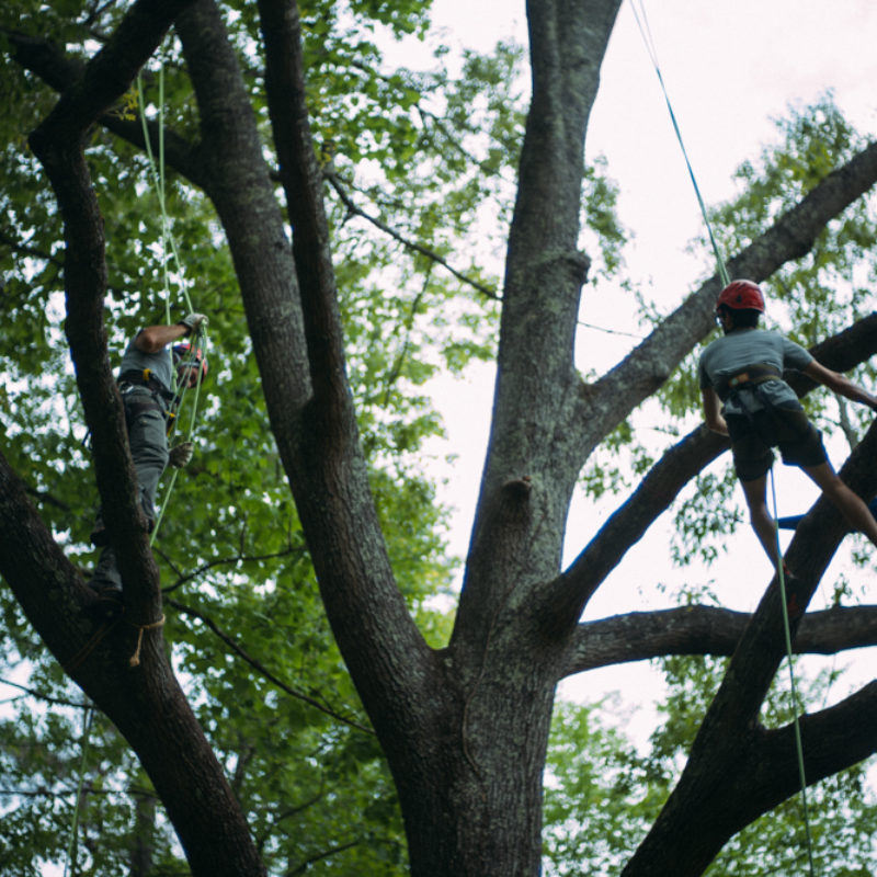 Tree Climbing on the Farm