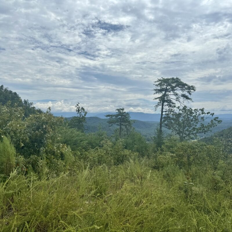 Marinated Olives with slivered salumi with our Butcher