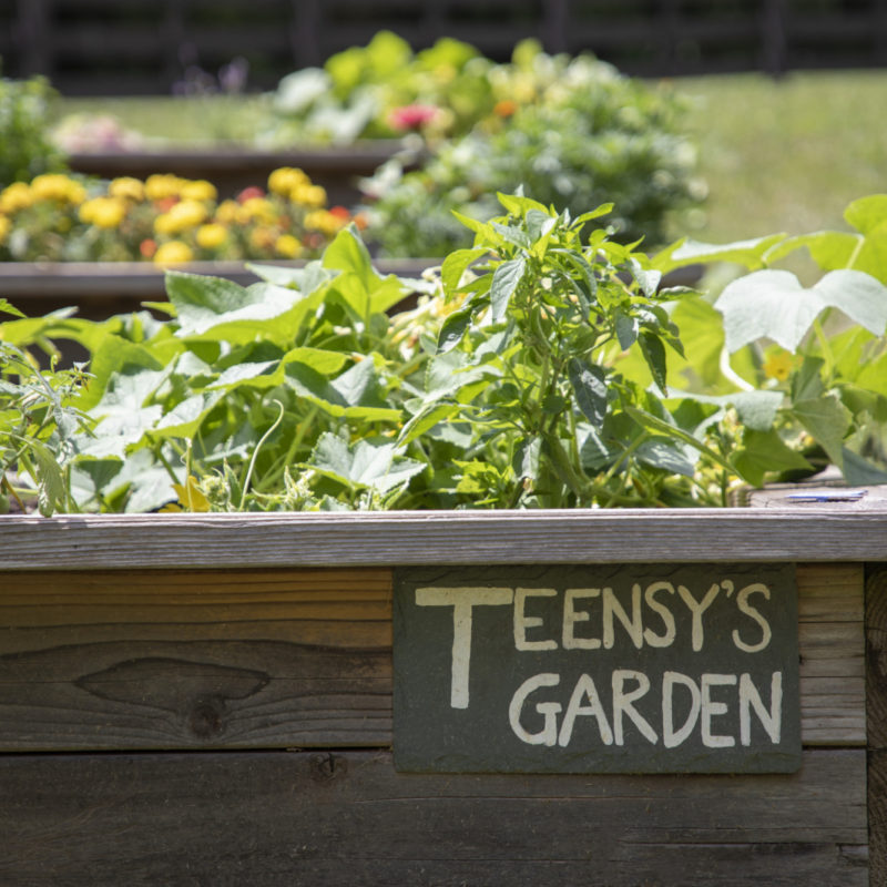 Growing In and At the Garden