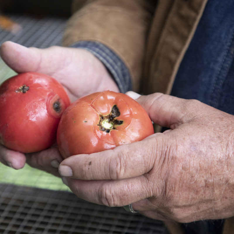 Saving Tomato Seeds