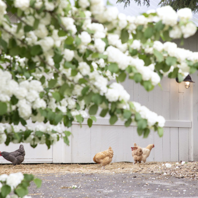 Staying Cool on the Farm
