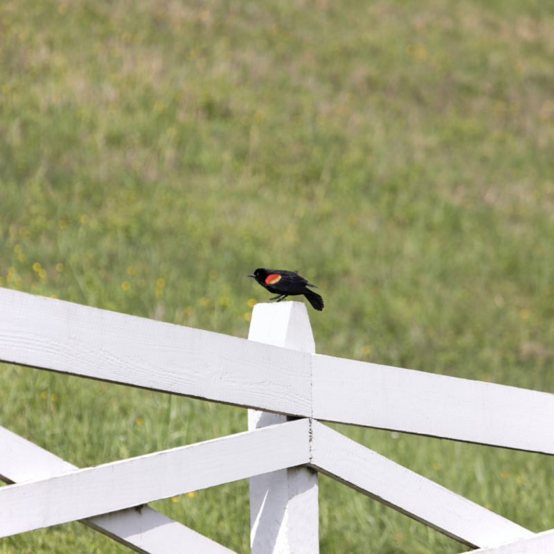 Birdwatching At Home