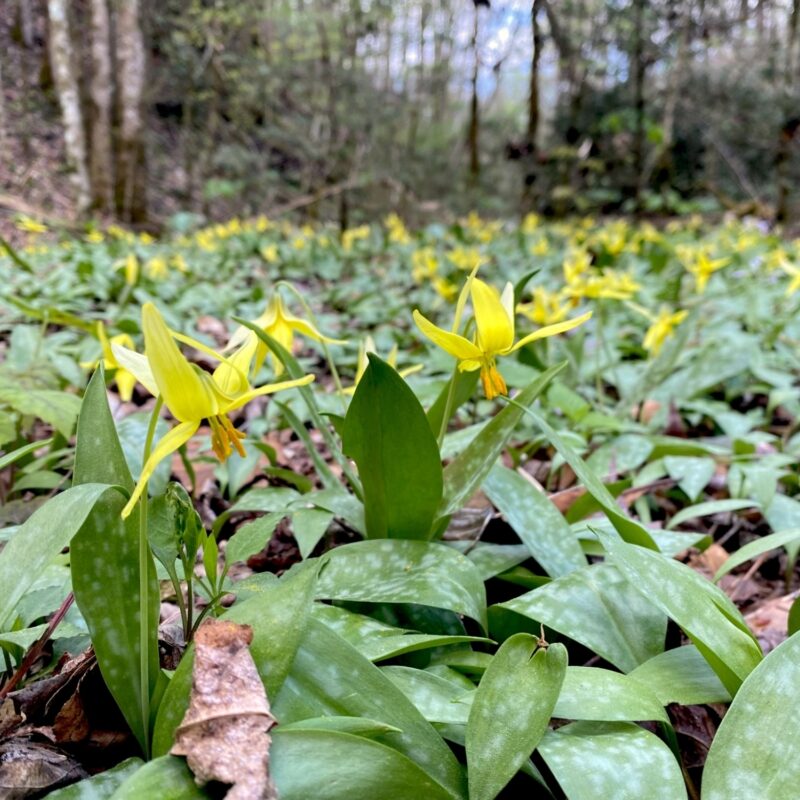 Spring Ephemerals