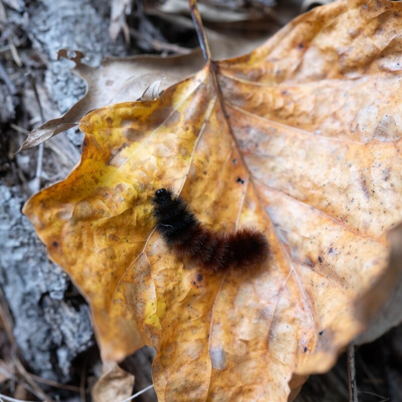 A Woolly Worm Winter
