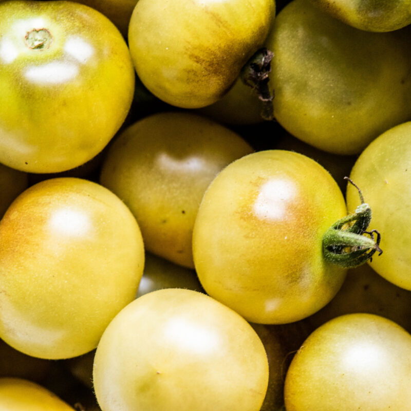 Tomato Tastings: A Garden Month Favorite