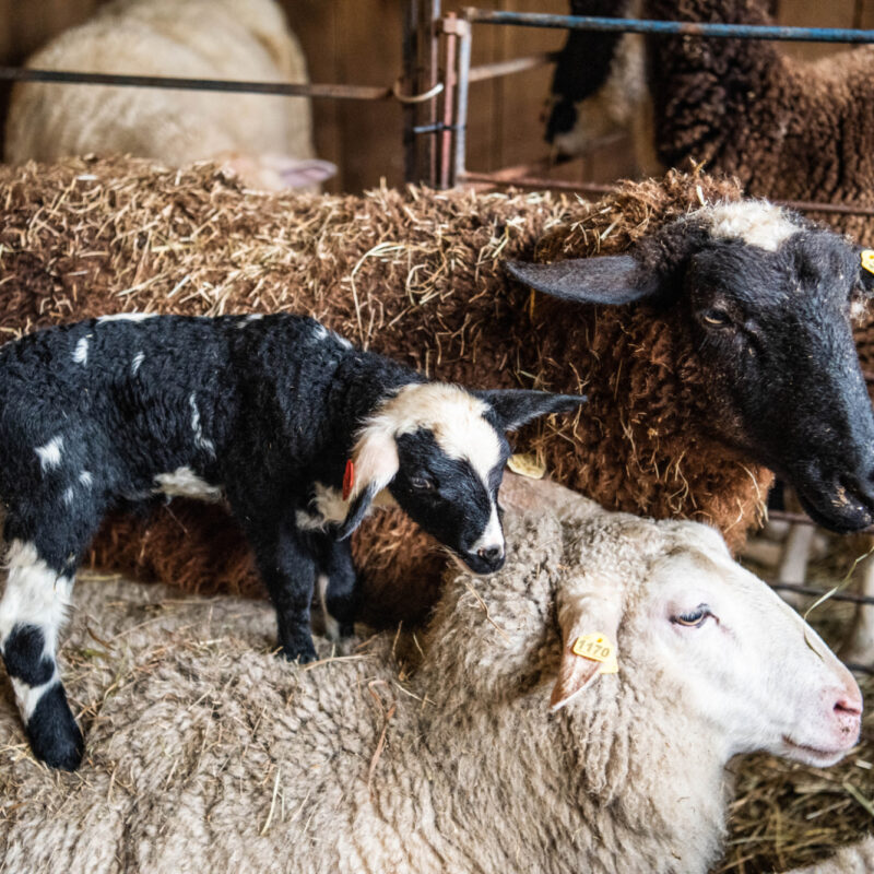 Happening in the Herd