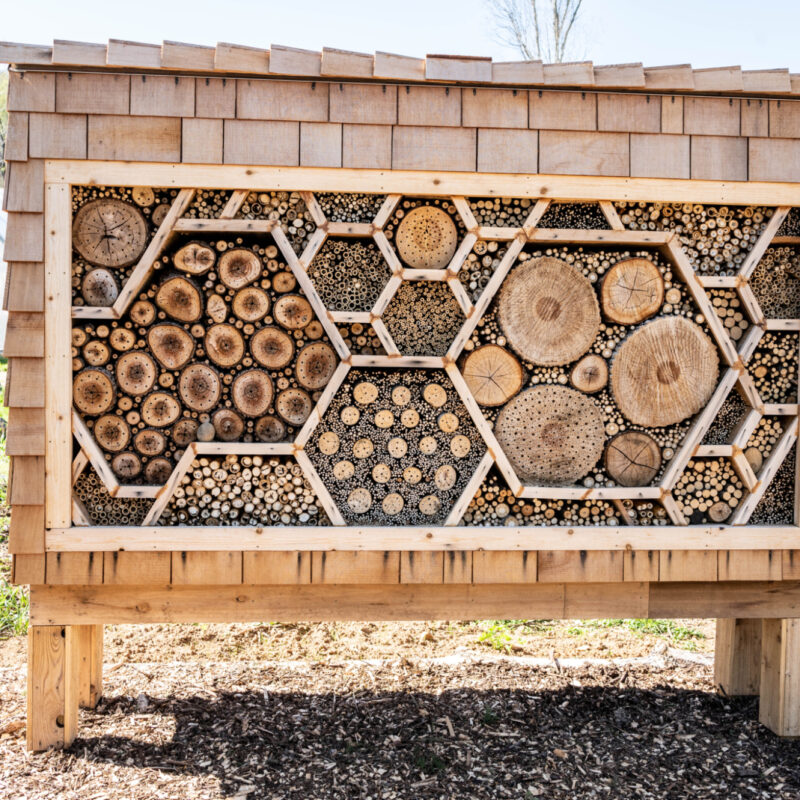 Pollinator Wall