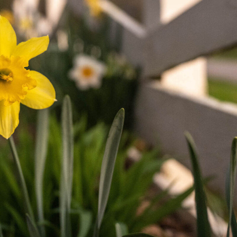 Extend the Life of your Spring Floral