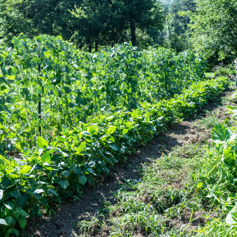 How Does Gardening Feed You?