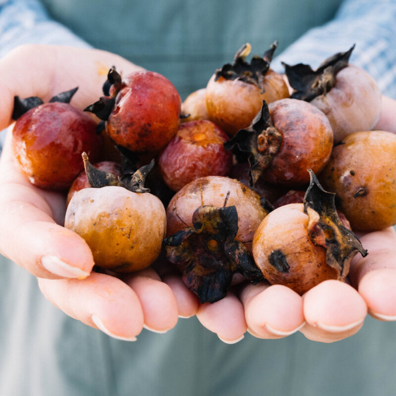 Persimmon Winter Prediction