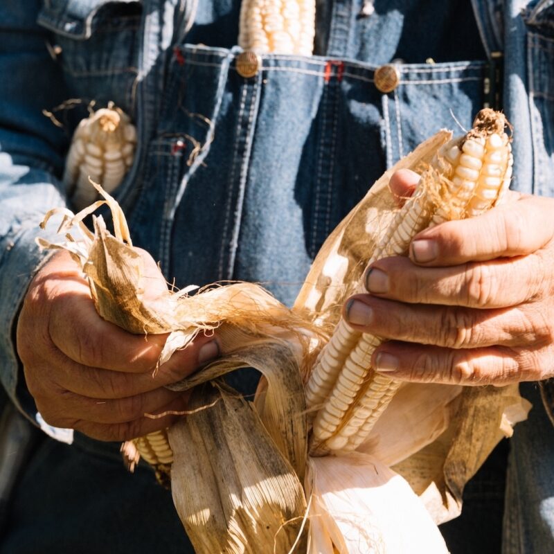 The Final Summer Harvest
