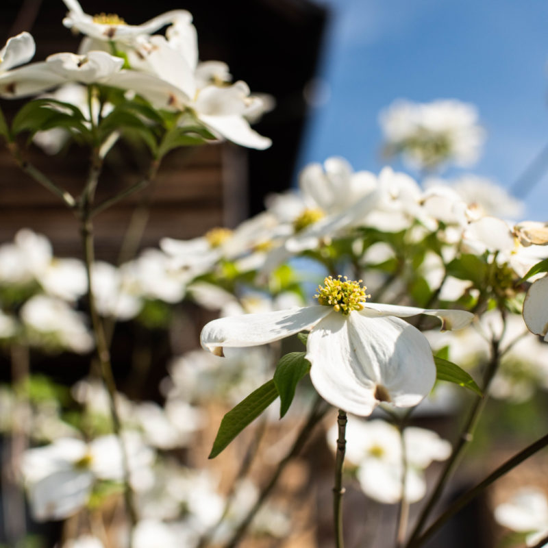 On Rest: A Reading from Charlotte Hardwick