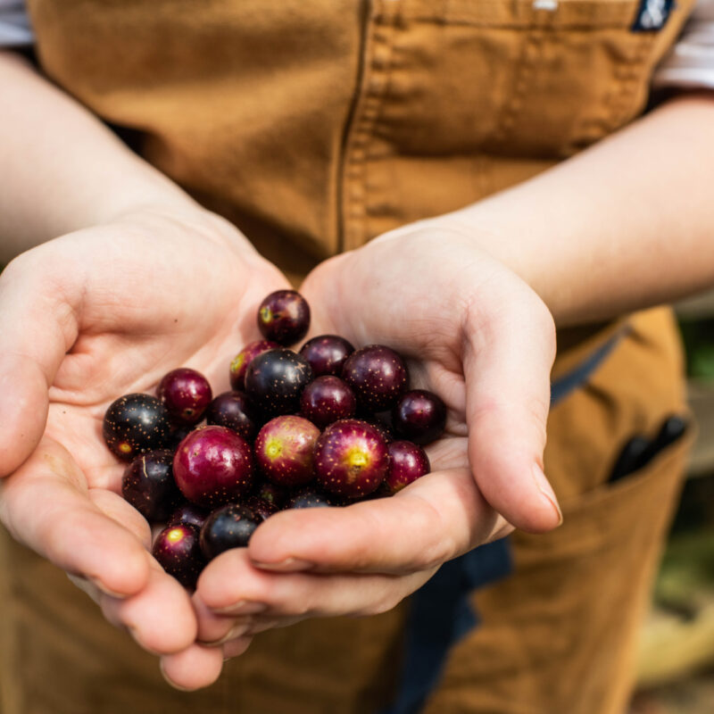 Muscadine Preserve Project