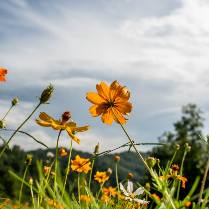 Wild on the Mountain