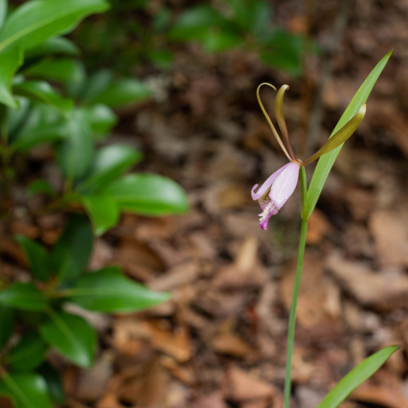 Rosebud Orchid