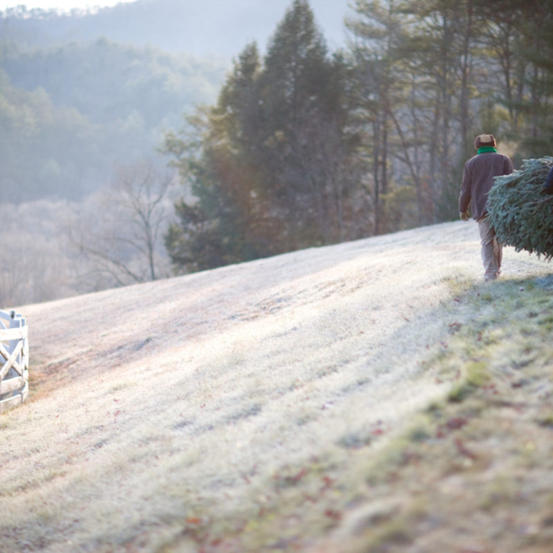 Christmas Notes from the Farmstead