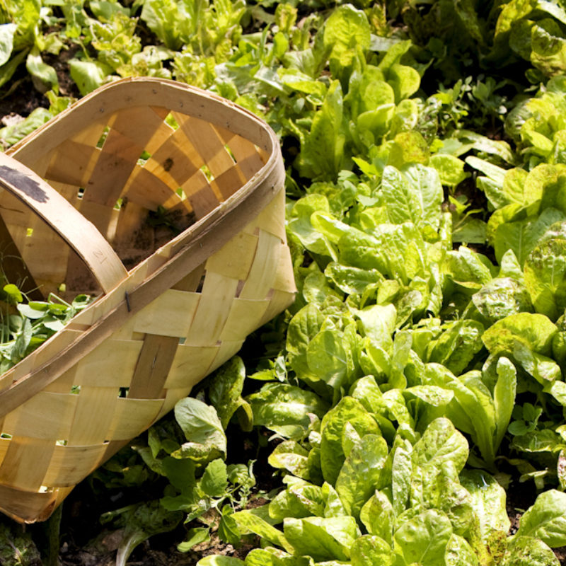 The Endurance of a Garden