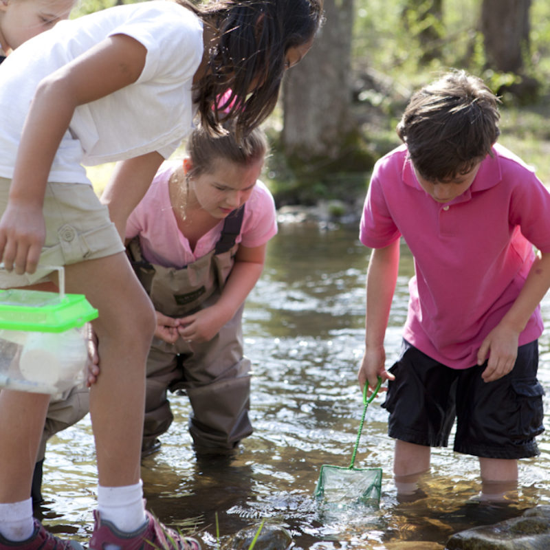 Camp Blackberry Favorites