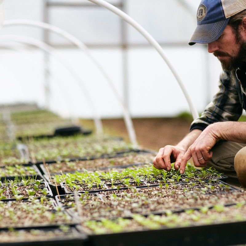 Garden Month Planting