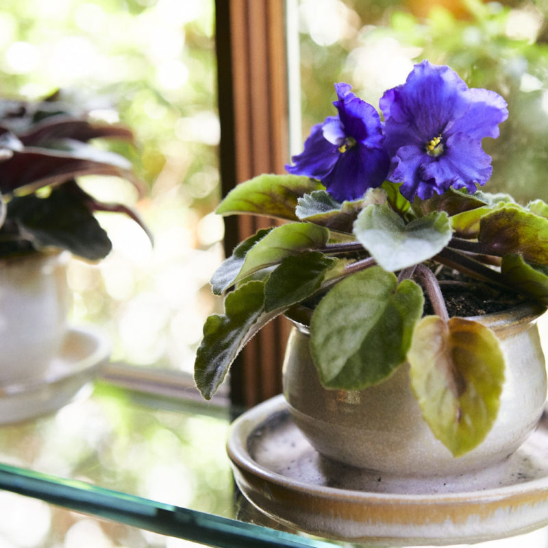 Tips for Happy Houseplants