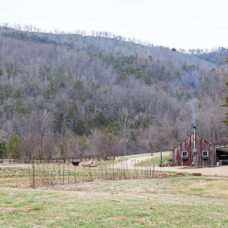 What's New in the Garden