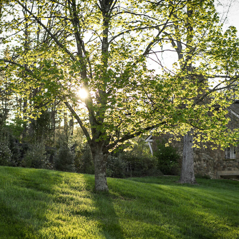 Set Your Intentions for Summer