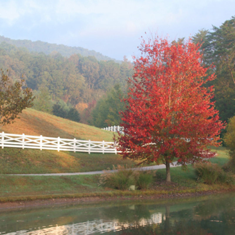 First Signs of Fall