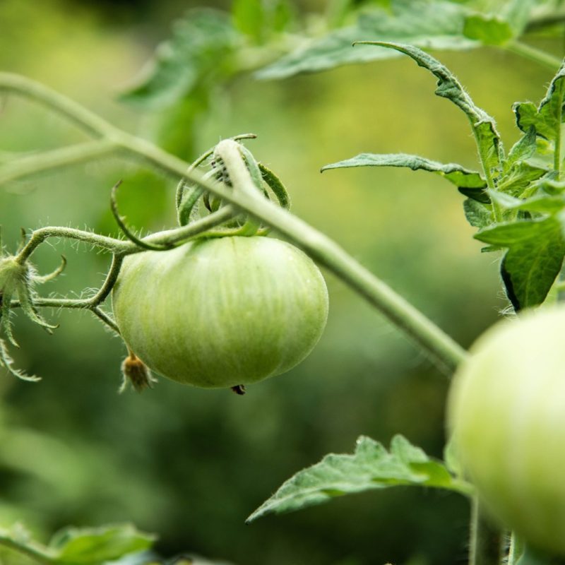 Straight-off-the-vine Season