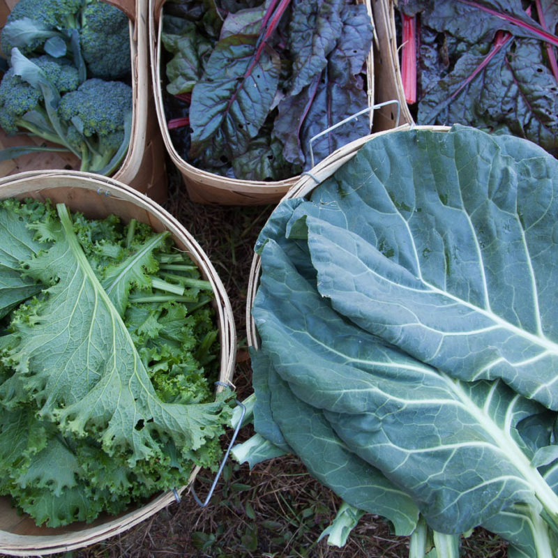 Fall at the Farmstead