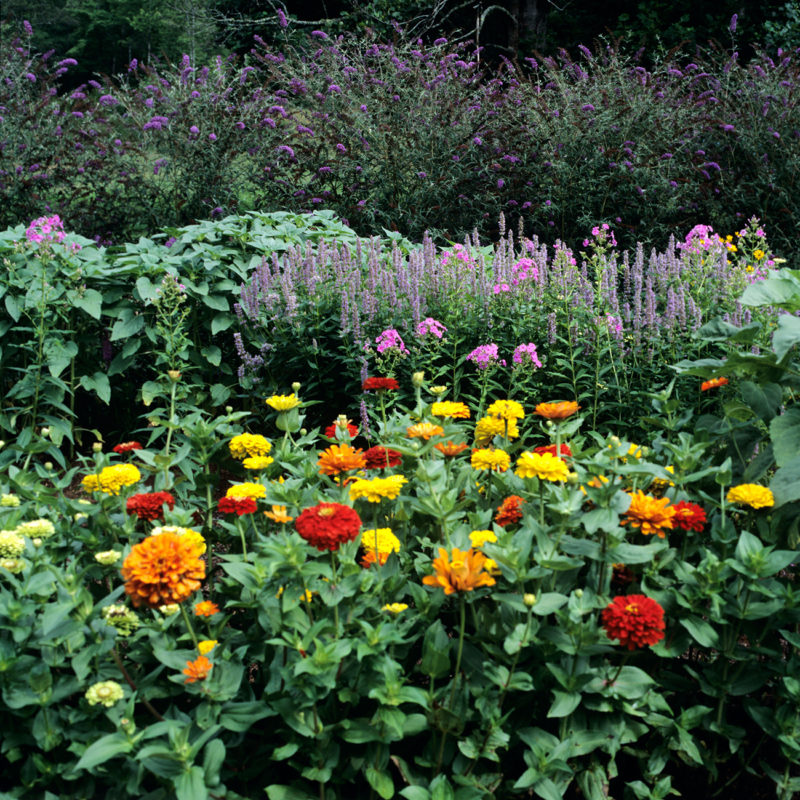 Wildflower Wandering