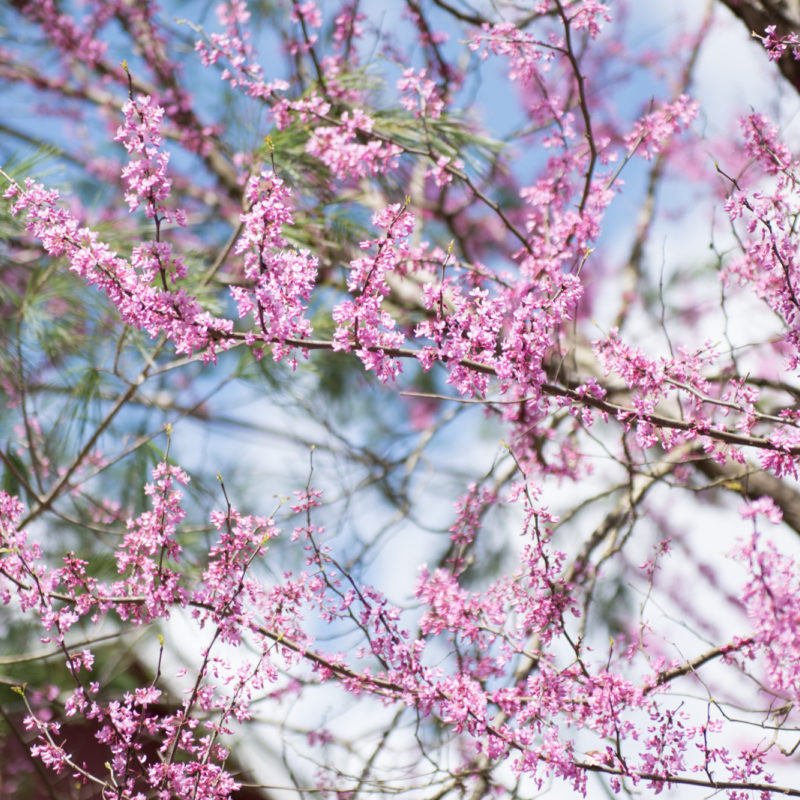 Edible Blooms