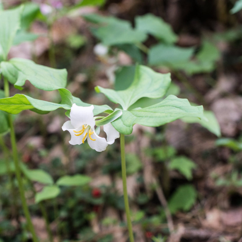 "Must Do" Spring Adventures