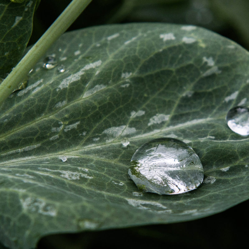 A Rainy Day in the Garden Shed