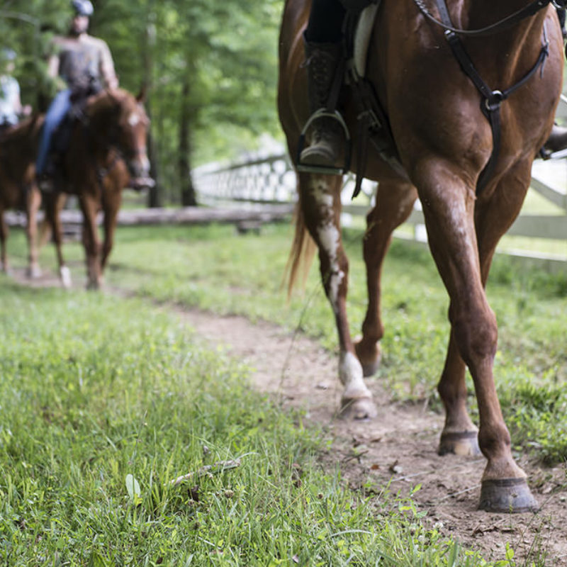 Exploring our Past and the Cove - With Horses!