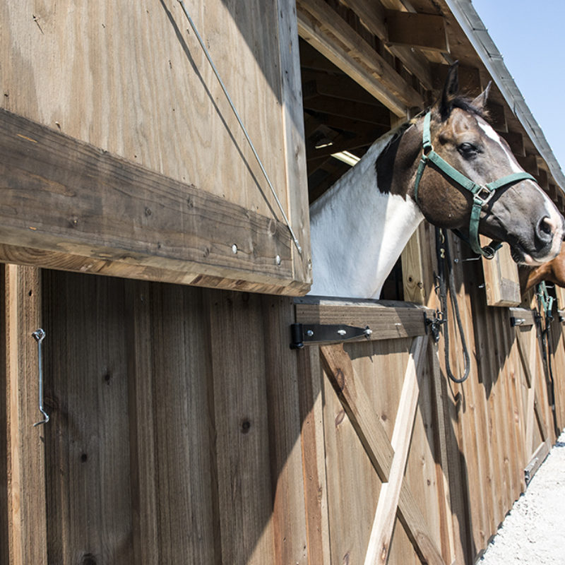 Horses at Blackberry