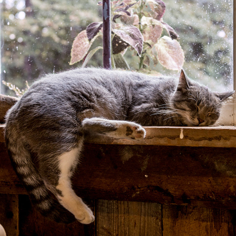Winter in the Garden Shed