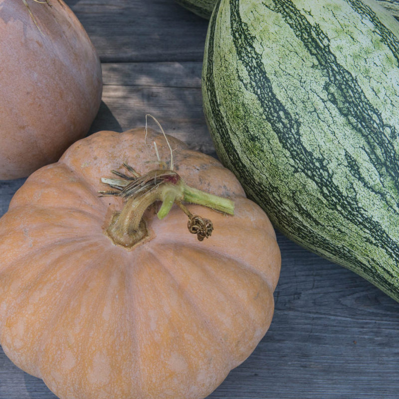 Fall Pumpkins for the Kitchen