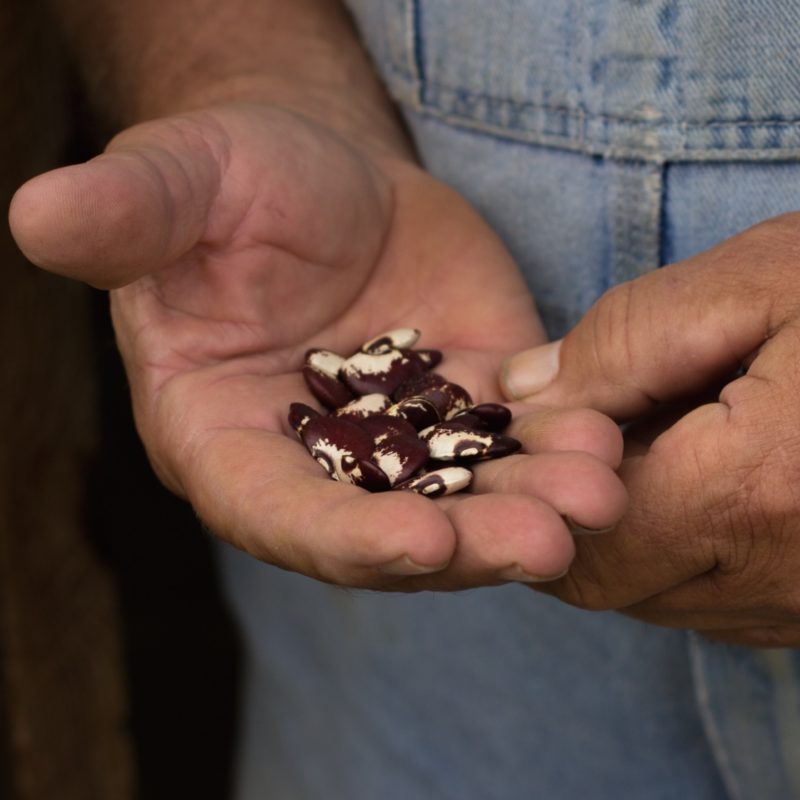 Seed Collecting in Far Away Places