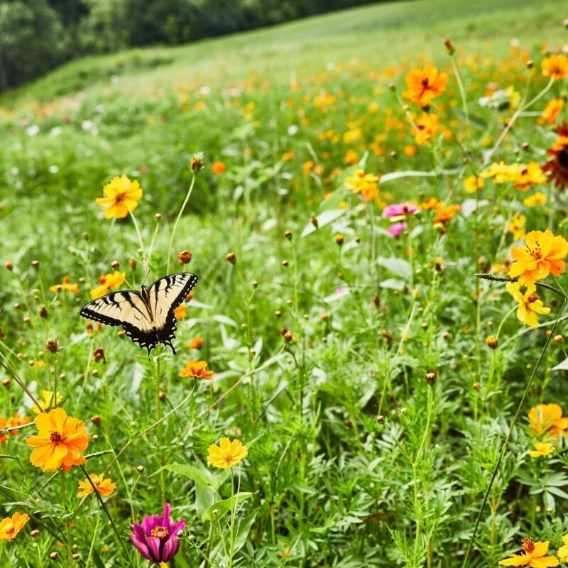 Meet Enneagram Coach Delynn Copley