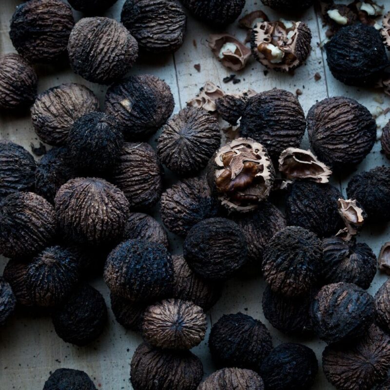 Black Walnut Trees