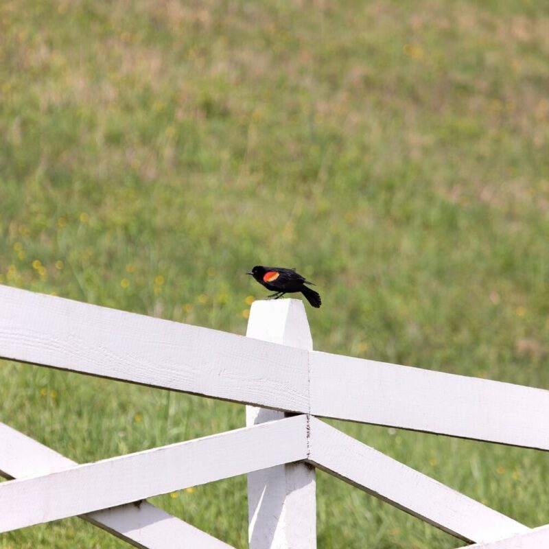 Spring Migration at Blackberry Farm